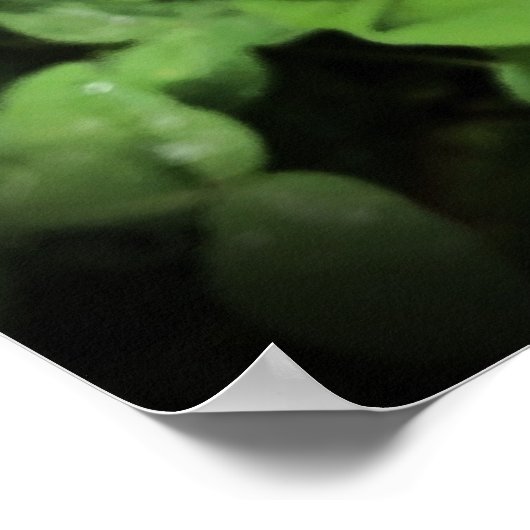 Gardenia Poster (Hoek)