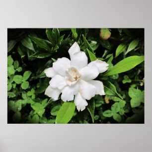 Gardenia Poster