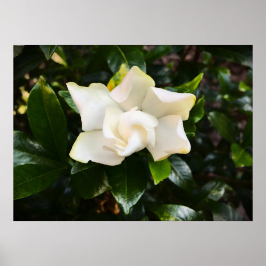 Gardenia Poster (Voorkant)
