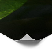 Gardenia Poster (Hoek)