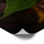 Gardenia Poster (Hoek)