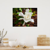 Gardenia Poster (Keuken)