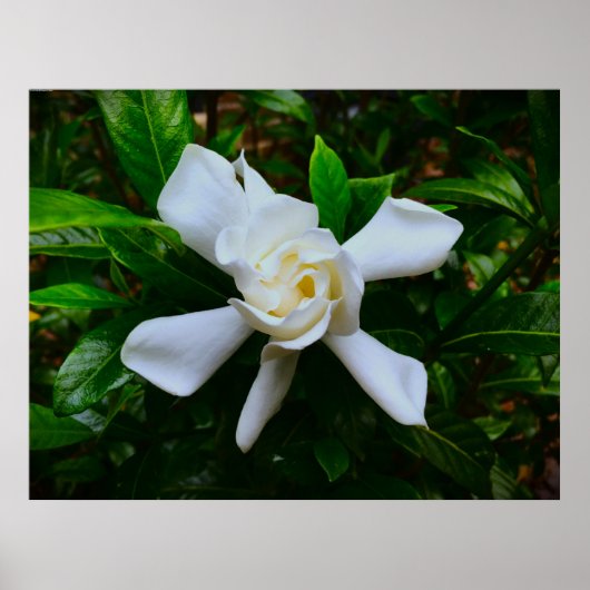 Gardenia Poster (Voorkant)