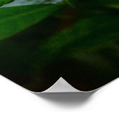 Gardenia Poster (Hoek)