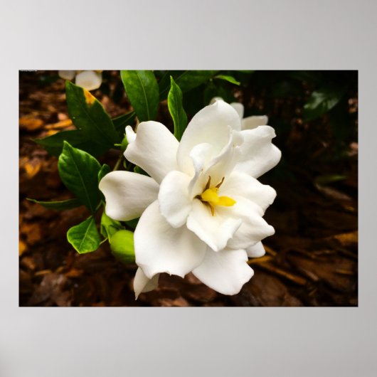 Gardenia Poster (Voorkant)