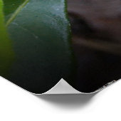Gardenia Poster (Hoek)