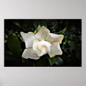 Gardenia Poster (Voorkant)
