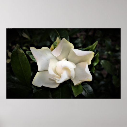 Gardenia Poster (Voorkant)