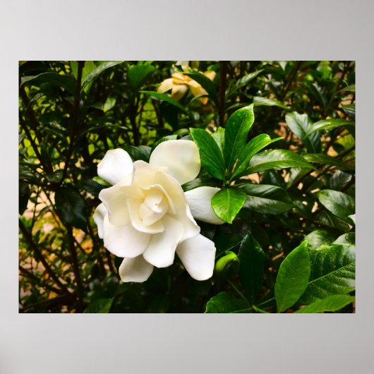 Gardenia Poster (Voorkant)