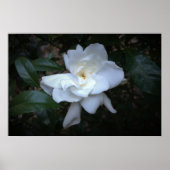 Gardenia Poster (Voorkant)
