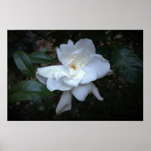 Gardenia Poster