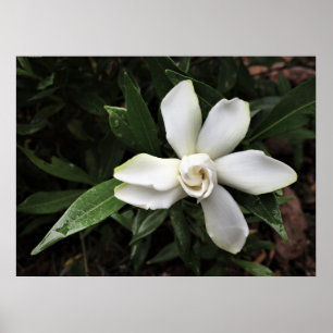 Gardenia Poster