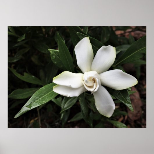 Gardenia Poster (Voorkant)