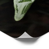 Gardenia Poster (Hoek)