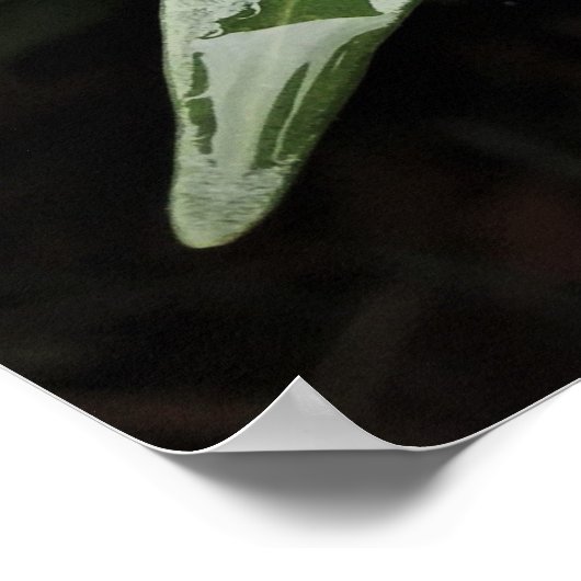 Gardenia Poster (Hoek)