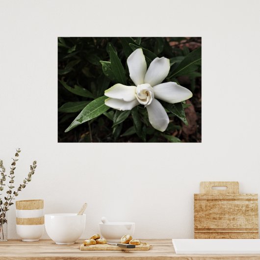 Gardenia Poster (Keuken)