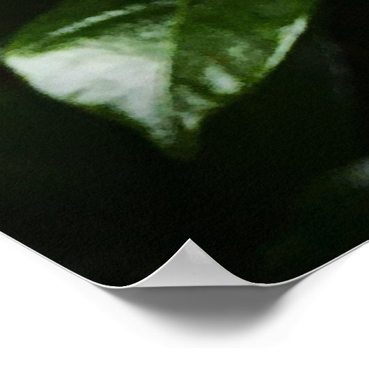 Gardenia Poster (Hoek)