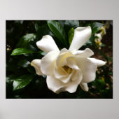 Gardenia Poster (Voorkant)