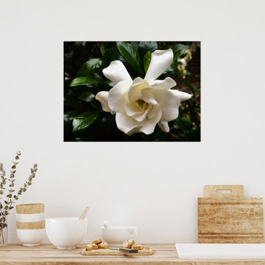 Gardenia Poster (Keuken)