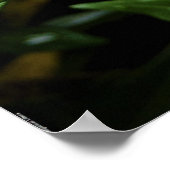 Gardenia Poster (Hoek)