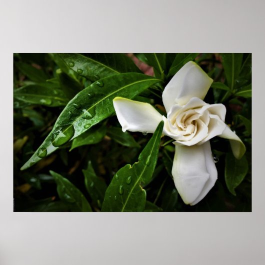 Gardenia Poster (Voorkant)