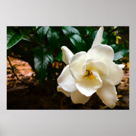 Gardenia Poster