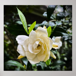 Gardenia Poster