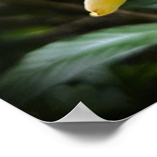 Gardenia Poster (Hoek)