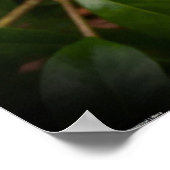 Gardenia Poster (Hoek)