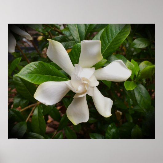 Gardenia Poster (Voorkant)