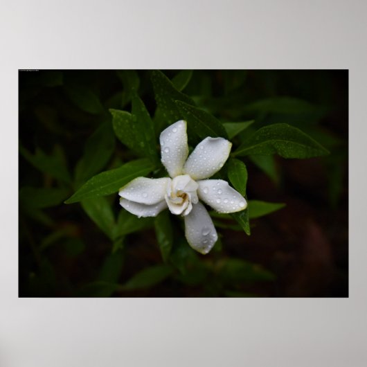 Gardenia Poster (Voorkant)
