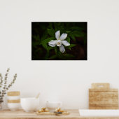 Gardenia Poster (Keuken)