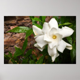 Gardenia Poster