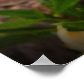 Gardenia Poster (Hoek)