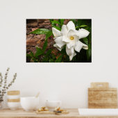 Gardenia Poster (Keuken)