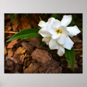 Gardenia Poster (Voorkant)