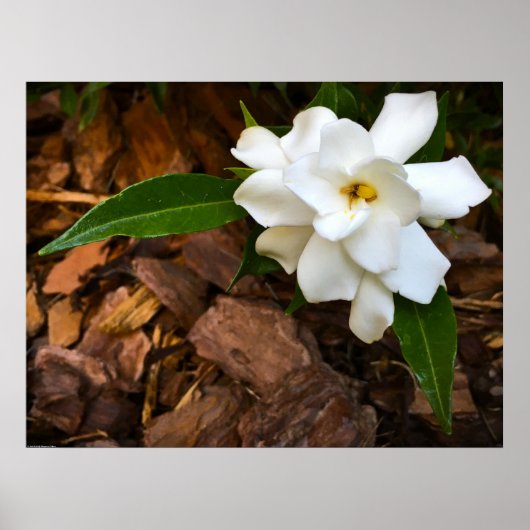 Gardenia Poster (Voorkant)
