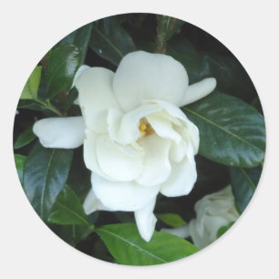 Gardenia Ronde Sticker
