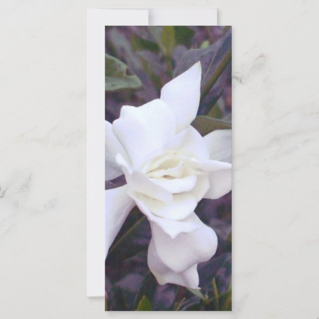 Gardenia tints (Voorkant)