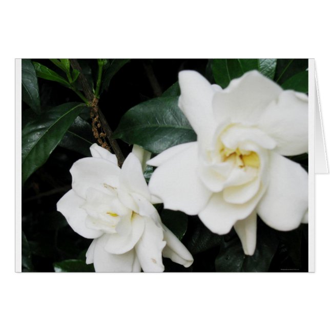 Gardenias (Voorkant Horizontaal)