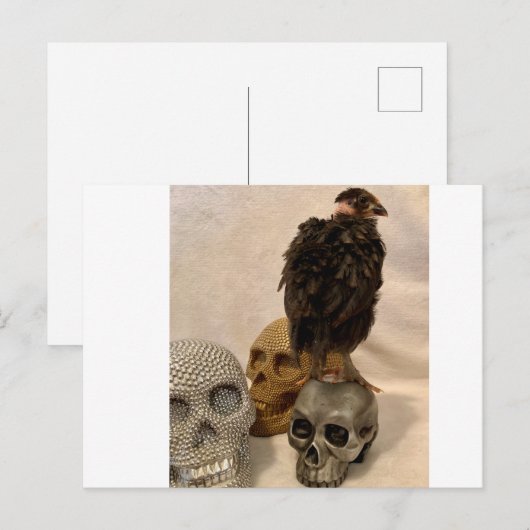 Gargoyle Briefkaart (Voorkant / Achterkant)