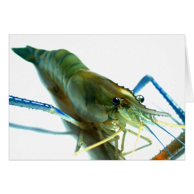 garnaal (Voorkant Horizontaal)