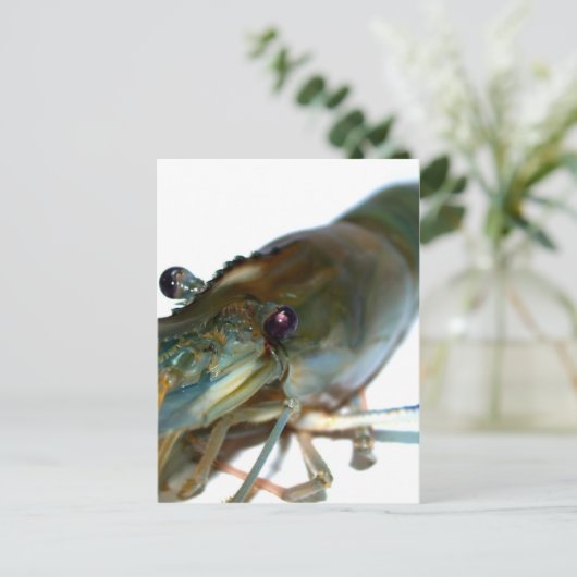 garnaal briefkaart (Staand voorkant)