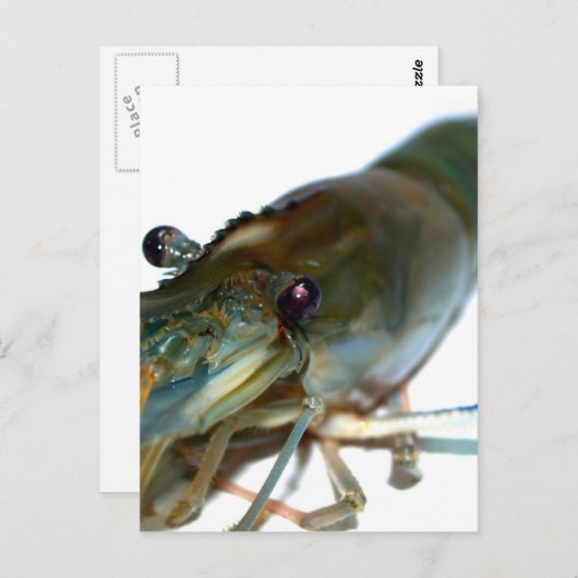 garnaal briefkaart (Voorkant / Achterkant)