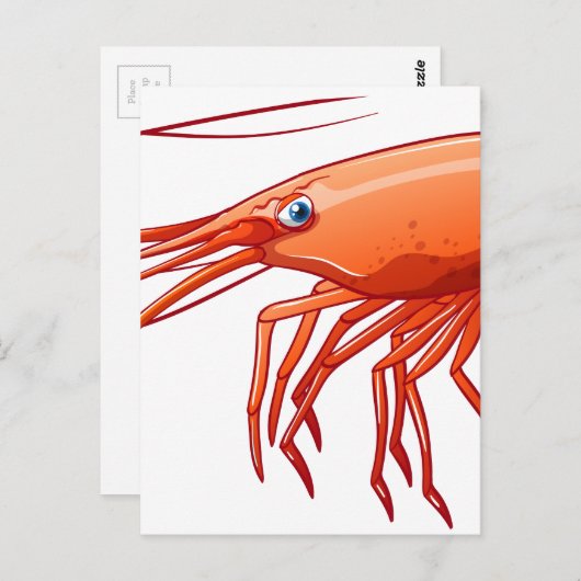 Garnaal Briefkaart (Voorkant / Achterkant)