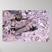 Garnaal en garnaal poster (Voorkant)