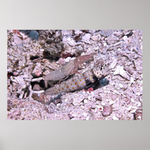 Garnaal en garnaal poster