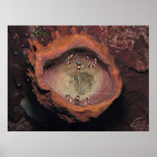 Garnaal in een sponge poster