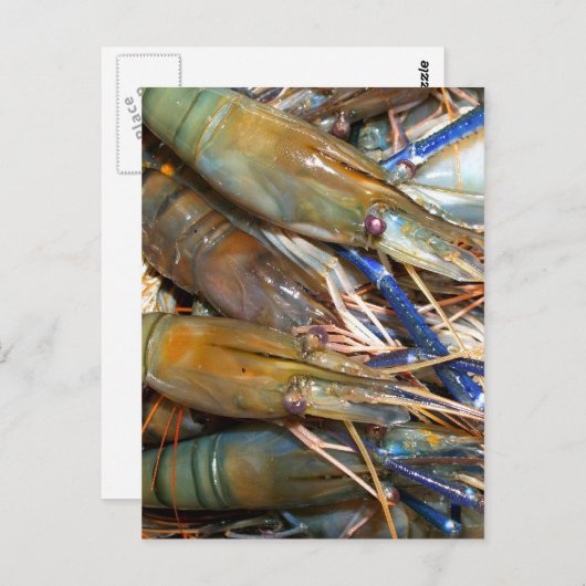 garnalen briefkaart (Voorkant / Achterkant)