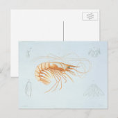  garnalen, Marine Life Ocean Animals Anatomy Briefkaart (Voorkant / Achterkant)